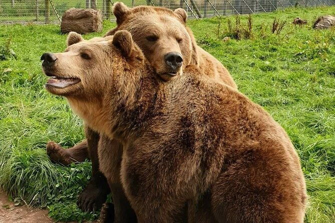 highland-cows-walk-alpacas-visit-a-scottish-wildlife-centre