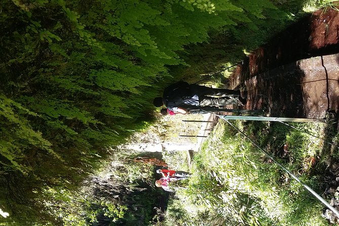 hike-in-laurisilva-levada-do-rei-madre-of-life-small-group-guided-walk