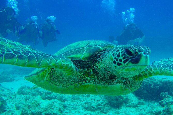 hilos-remote-tropical-reef-2-tank-boat-dive