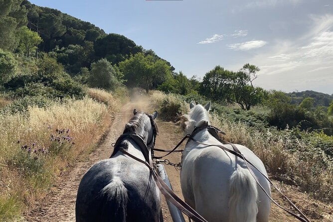 horse-carriage-tour-on-the-mountain-in-palmela