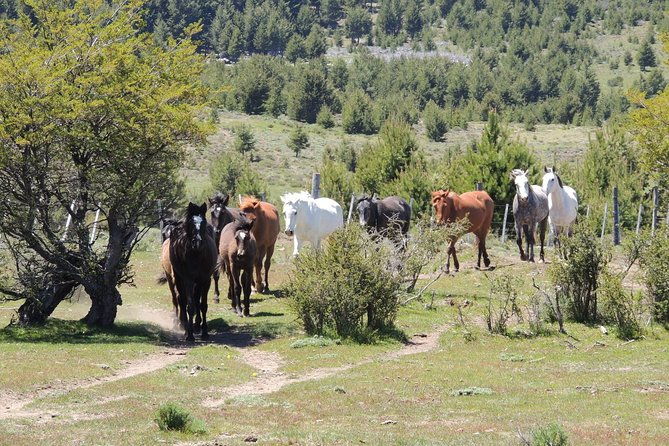 horseback-riding-with-asado-in-san-carlos-de-bariloche-argentina