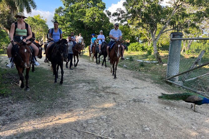 horseback-special-negrils-beach-ride-n-swim-with-free-photos-videos