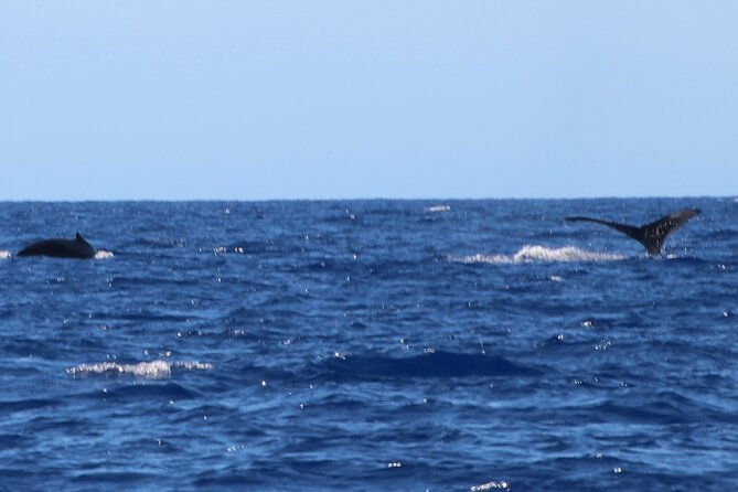 humpback-whale-and-dolphin-watch-in-kona-2