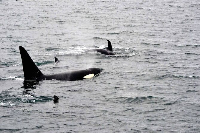 icy-strait-whale-wildlife-endeavor