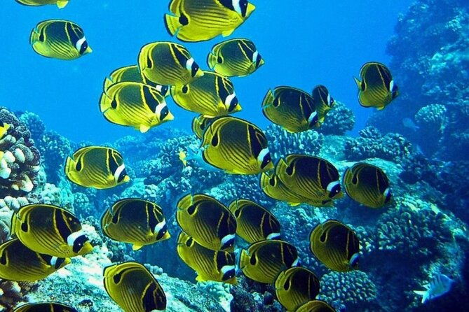 introductory-beach-scuba-dive