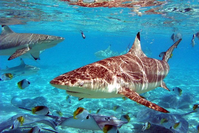 istanbul-aquarium-and-aqua-florya-independent-shopping-trip-2