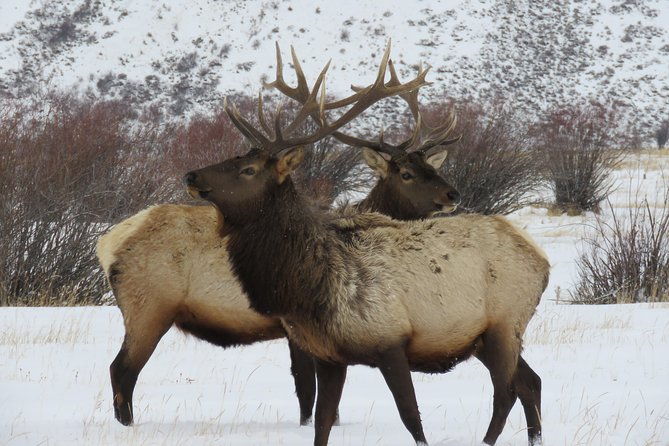 jackson-hole-grand-teton-park-half-day-wildlife-tour-afternoon