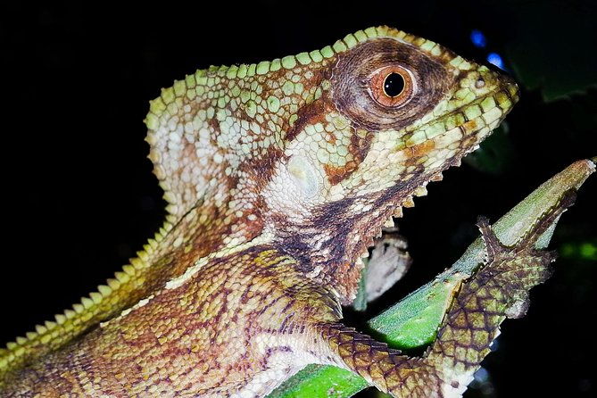 jungle-night-tour-manuel-antonio-2