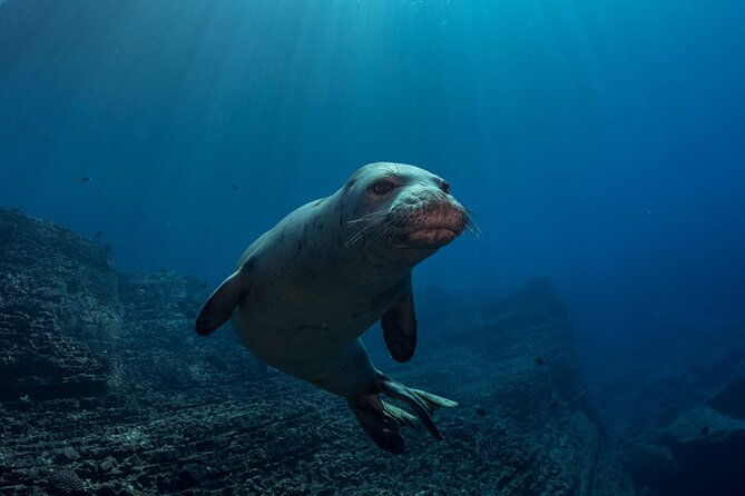 kauais-exclusive-morning-scuba-charter-for-experienced-divers-2