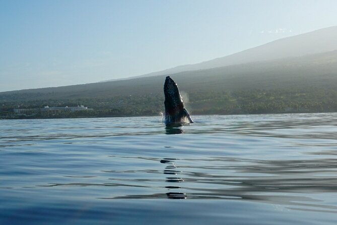 kayak-and-whale-watching-tour