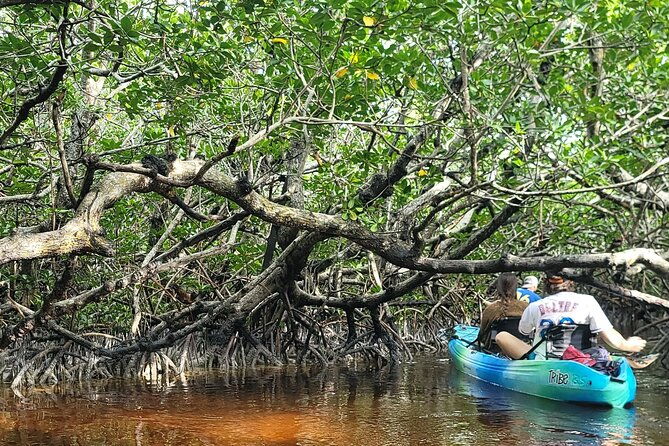 kayak-through-mangrove-forests-in-the-florida-keys