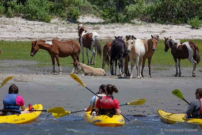kayak-tour-along-assateague-chincoteague-island-virginia-2