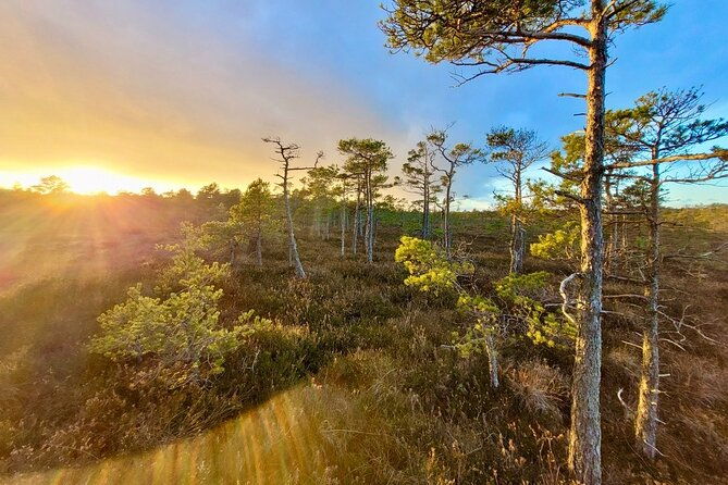 kemeri-bogs-adventure-explore-wetlands-in-bog-shoes