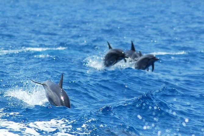 key-west-dolphin-and-snorkel-experience