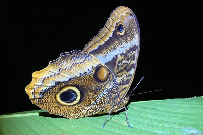 la-fortuna-arenal-butterfly-garden
