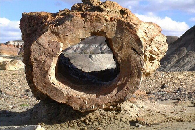 la-lioness-petrified-forest