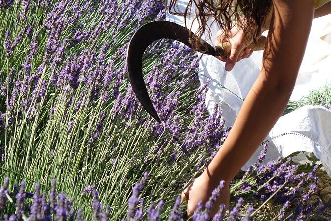 lavender-harvesting-and-distillation-workshop-in-bellegarde