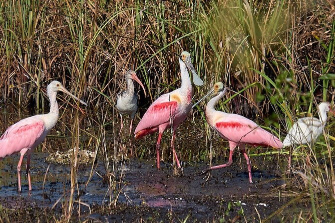 little-havana-walking-tour-1-hour-everglades-airboat-ride