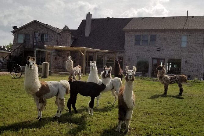 llama-encounter-at-shangrillama-castle