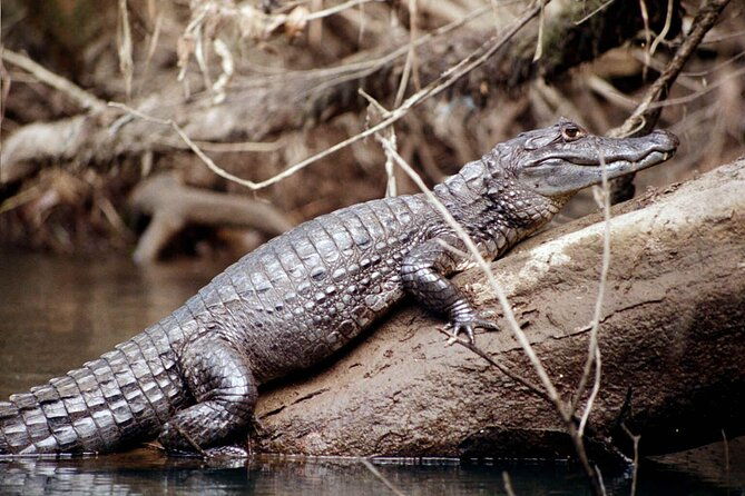 locally-guided-tambopata-amazon-jungle-tour-4-days