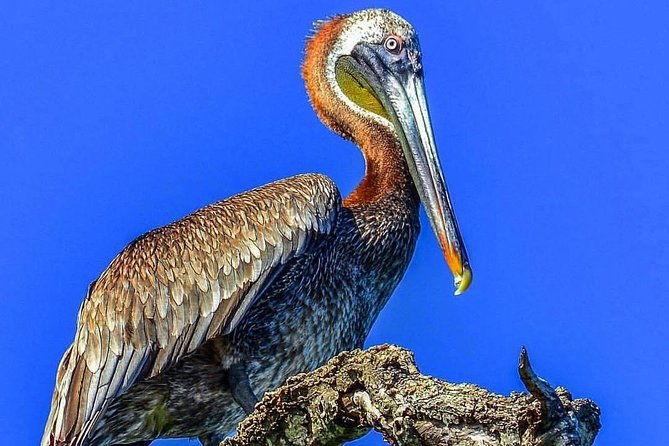 los-haitises-cayo-levantado-lunch-included-from-samana-in-catamaran-or-boat
