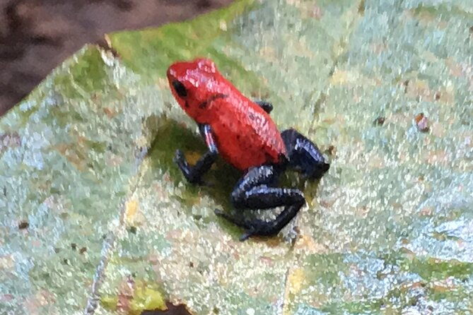 magic-of-the-rainforest