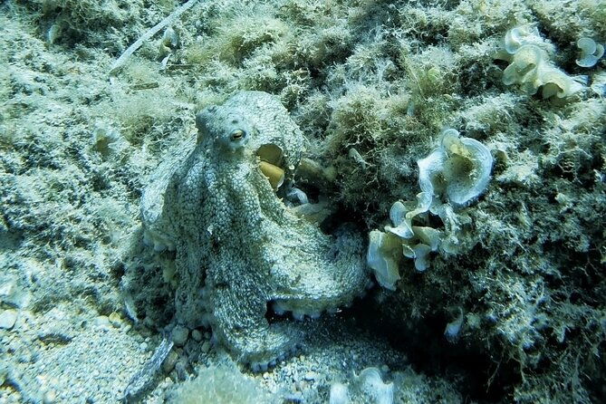 mallorca-private-reservationscuba-dive-photo-video-2