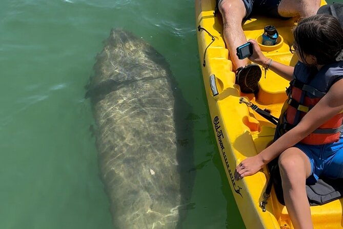 manatee-discovery-anna-maria-island