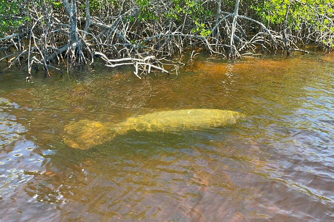 manatee-dolphin-and-10000-islands-eco-beach-tour-by-boat