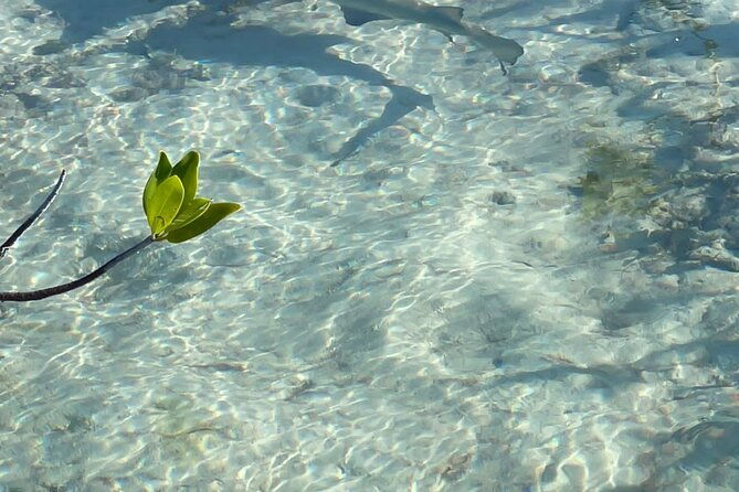 mangrove-cay-and-iguana-island-venture-in-turks-and-caicos-island