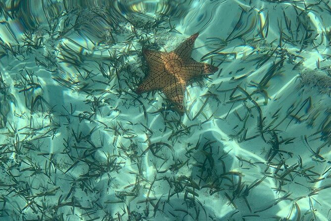 mangrove-clear-kayak-tour