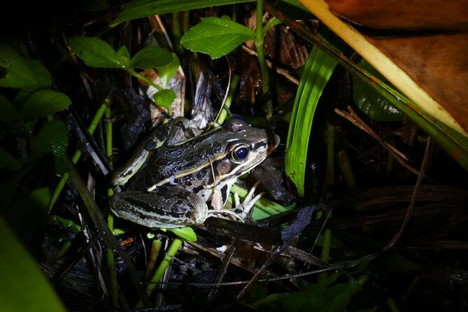 mangrove-night-tour