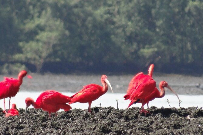 mangrove-tour-by-boat-birdwatching-fauna-and-flora-half-day