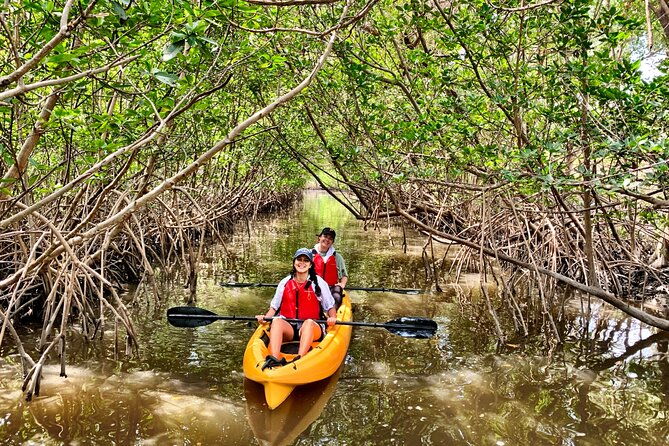 mangrove-tunnel-kayak-eco-tour