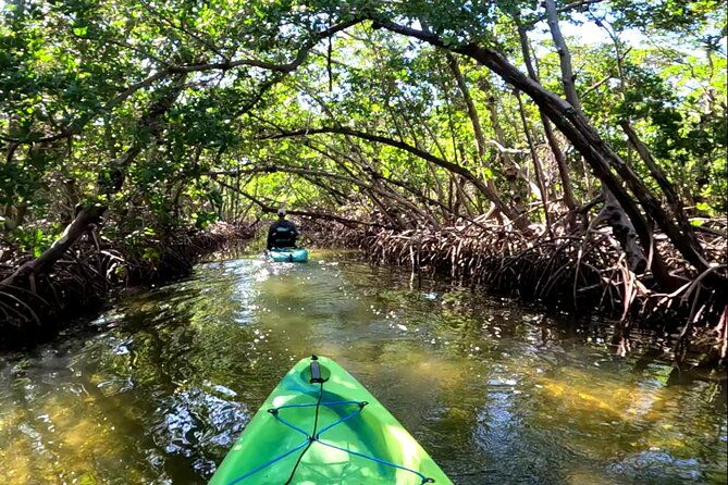 mangrove-tunnels-pedal-kayak-eco-tour-in-anna-maria-2