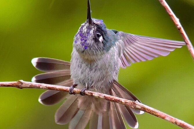 manuel-antonio-esquipulas-birdwatching-tour