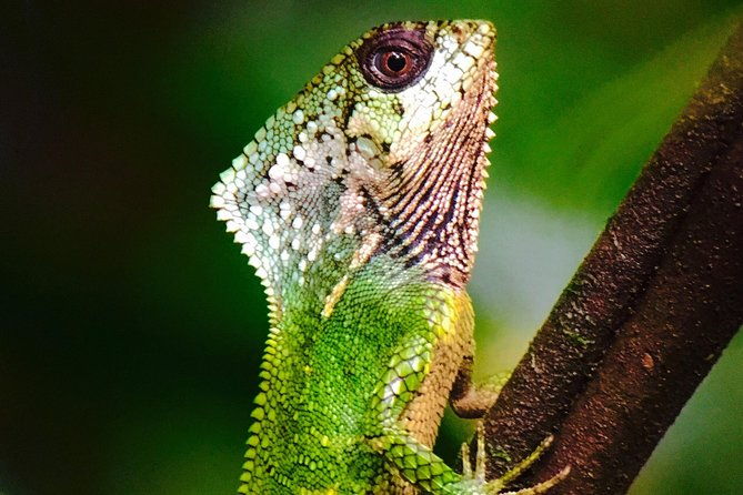 manuel-antonio-park-tour-and-its-amazing-wildlife-and-beaches