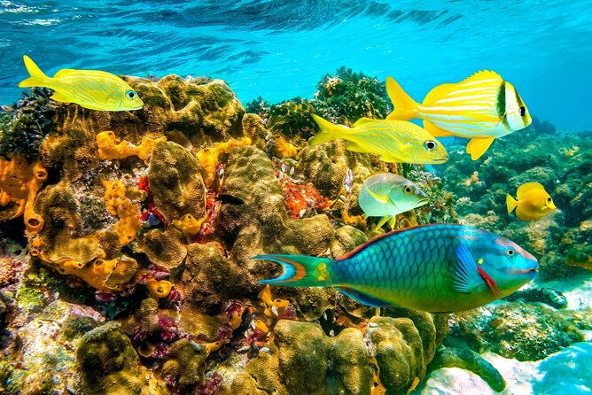 margaritaville-jeski-tour-or-snorkeling-in-montego-bay