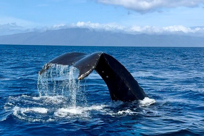 maui-mid-day-magic-whale-watch