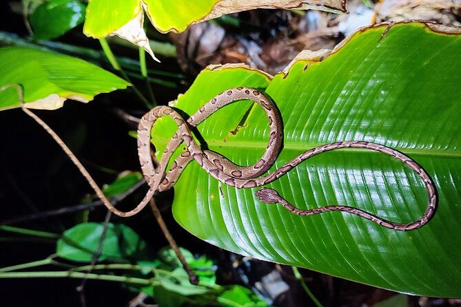 mesmerizing-night-walk-in-tortuguero