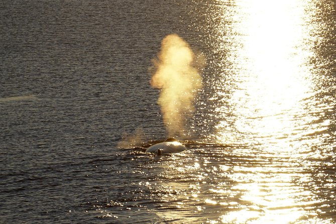 midnight-sun-whale-watching-from-reykjavik