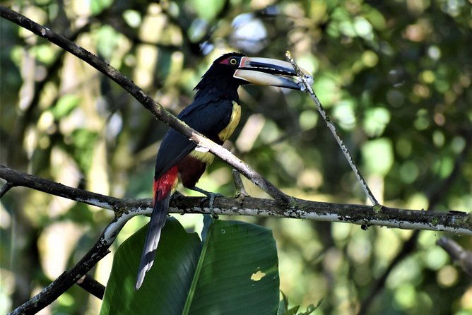 mindo-cloud-forest-private-tour-birdwatching-birds-nature