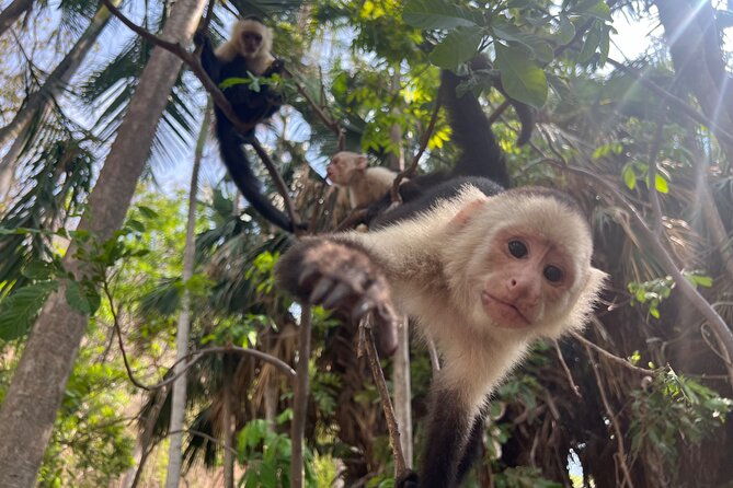 monkey-crocodile-sloths-beach-experience
