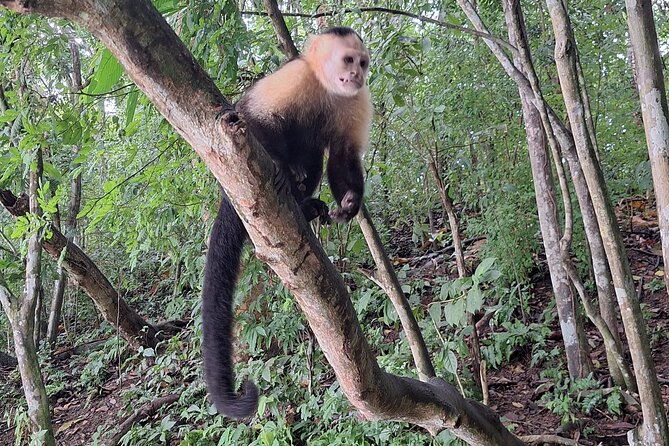 monkey-island-eco-wild-life-adventure-on-lake-gatun