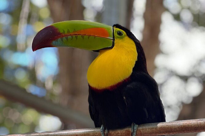 monkeys-and-sloths-in-their-natural-habitat-roatan-eco-tour