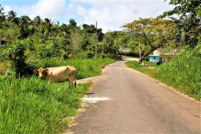 montego-bay-highlights-heritage-tour-from-montego-bay-hotels
