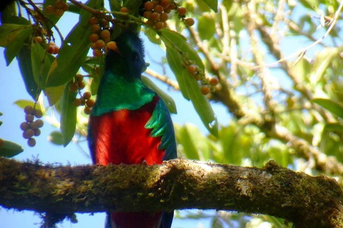 monteverde-birdwatching-and-wildlife-tour-full-day