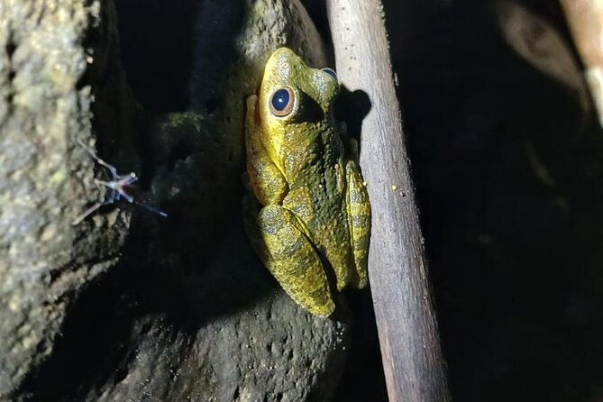 monteverde-night-tour-in-the-forests
