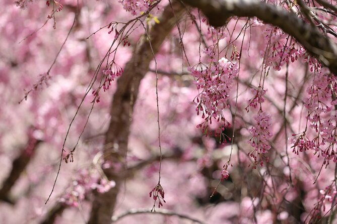 mt-fuji-cherry-blossom-one-day-tour-from-tokyo