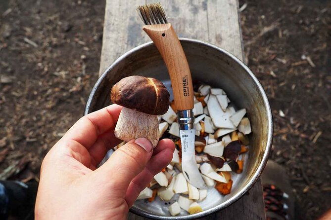 mushroom-hunting-in-a-national-park